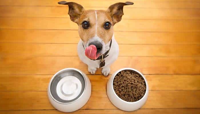 Alimentación personalizada para perros