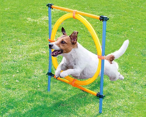 Aro para Agility - Trixie