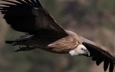 Avistamiento de aves en Alange