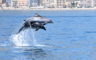 Avistamiento de delfines en Benalmádena