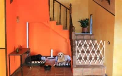 Baobab casa rural para ir con perros en Guadalajara