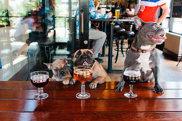 Bares y restaurantes dog-friendly en España