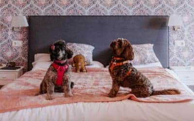 Boutique Pinar hotel que admite perros en Cuenca