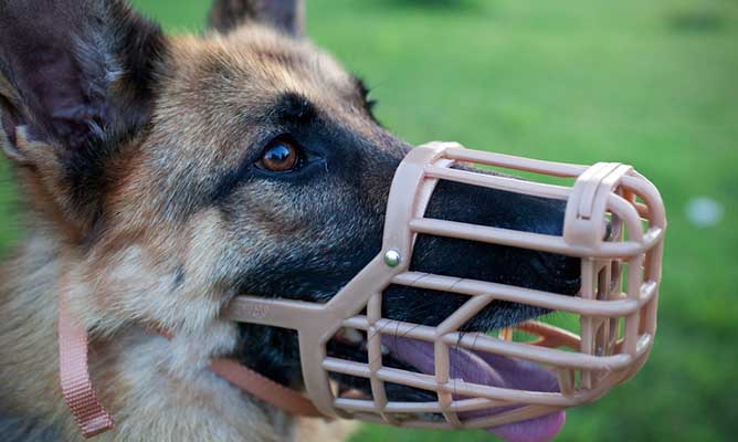 Bozales tipo cesta para perros