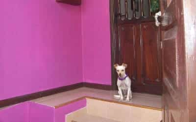 Casa Luly apartamento para ir con perros en Tenerife