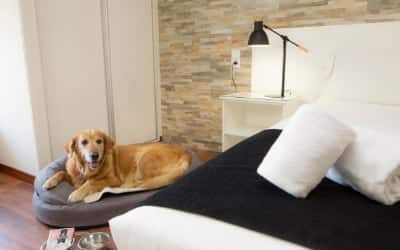 Casual de las Artes - Hotel para ir con mascotas en Valencia