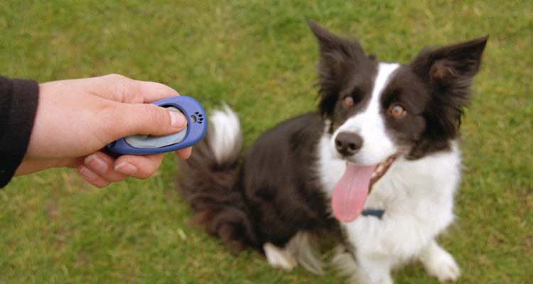 Usando el clicker para enseñar a un perro a sentarse