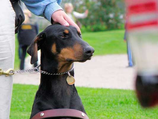 Collar de ahorque para perros