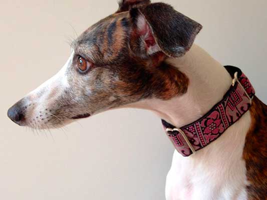 Collar martingale para galgos