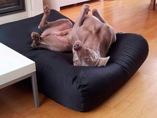 Cama para perros impermeable y resistente - Dog's Companion