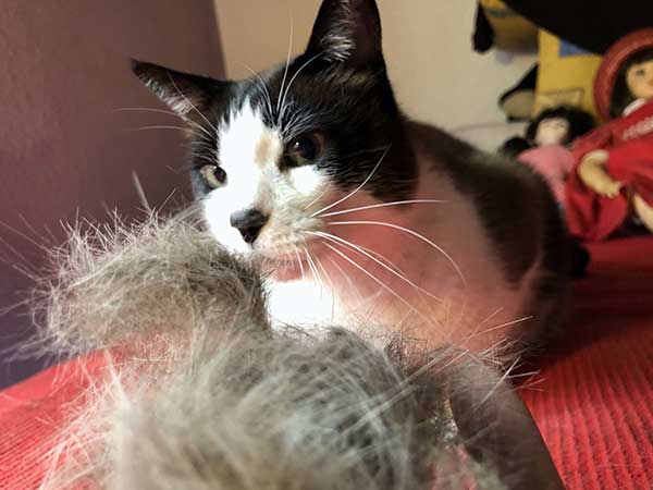 Cepillo FURminator - Pelos recogidos tras cepillar al gato Ronno