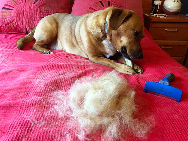 Cepillo FURminator - pelos recogidos tras cepillar al perro Rufus