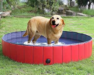 Piscina para perros grandes, medianos y pequeños (plegable y desmontable - Lionto by Dibea