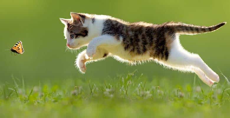 Gato corriendo tras tomar vitaminas