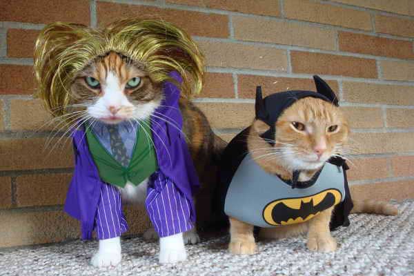 Gatos disfrazados de Batman y Joker