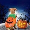 Disfraz de calabaza para perros pequeños - Idepet