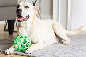 Mordedor para perros con diseño en forma de pelota - JW HOL-EE Roller