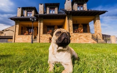 L'Abiseu apartamentos que aceptan perros en León