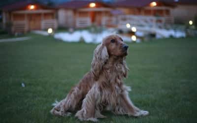 La Cabaña Rural - Camping que admite perros en Álava