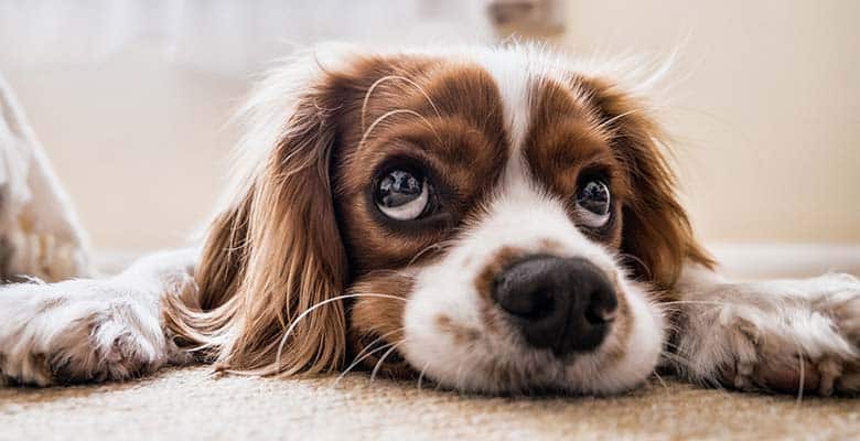 Limpiar ojos perro