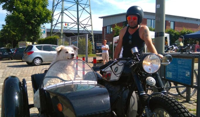 Llevar a un perro grande en moto con sidecar