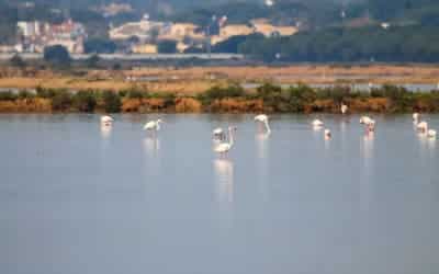 Paseo en barco por la ría de Huelva