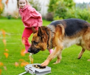 Bebedero automático para perros con activación por pisada - Pedal Trio Gato