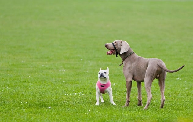 Perro acercándose haciendo una curva