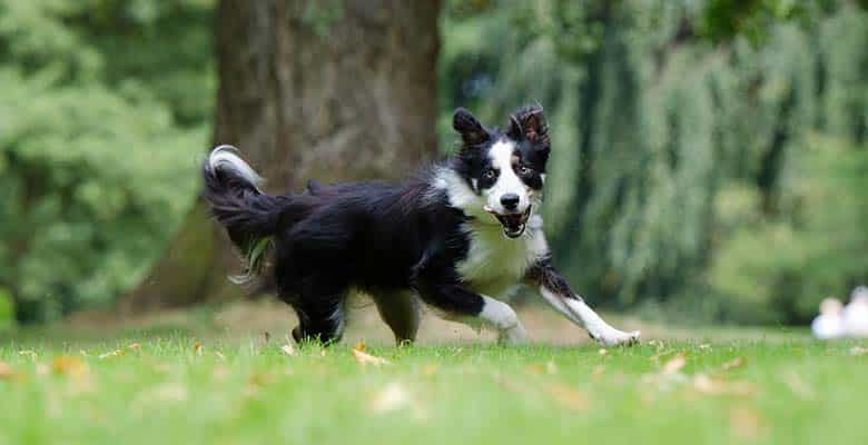 Perro corriendo tras tomar vitaminas