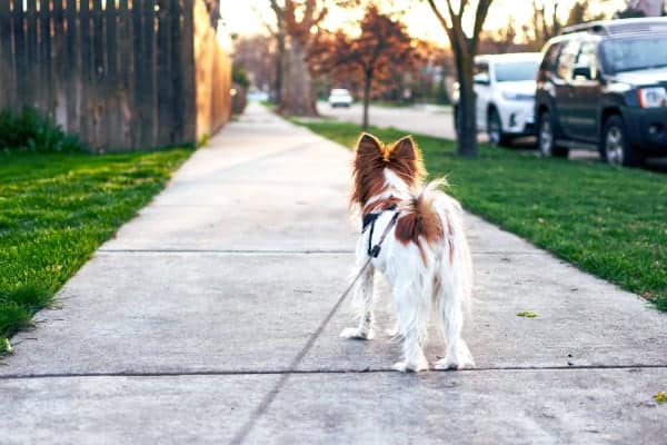 Perro dándose la vuelta