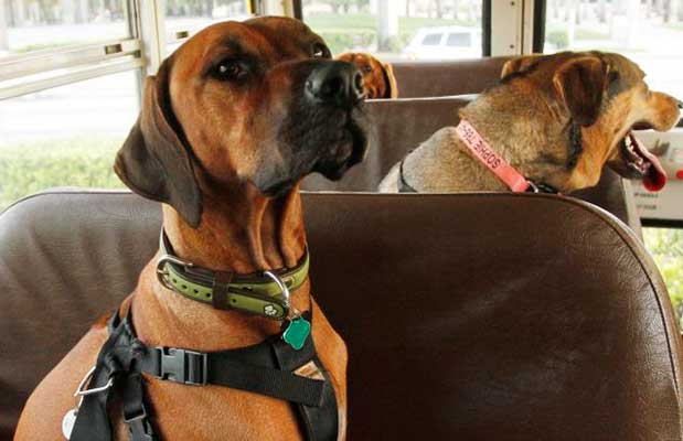 Viajar con perro en bus