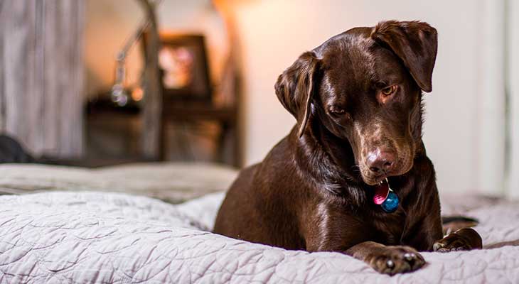 Perro en cama