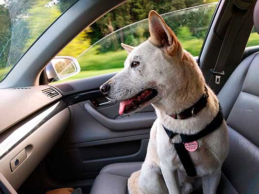 Perro en el coche