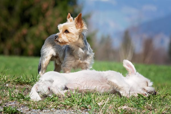 Perro inmóvil en el suelo