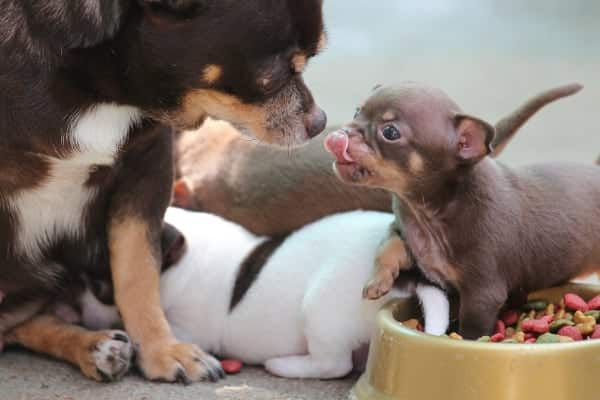 Perro lamiéndose el hocico