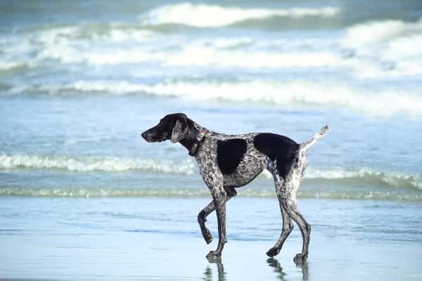 Perro moviéndose lentamente