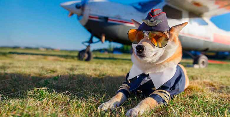 Viajar con perro en avión