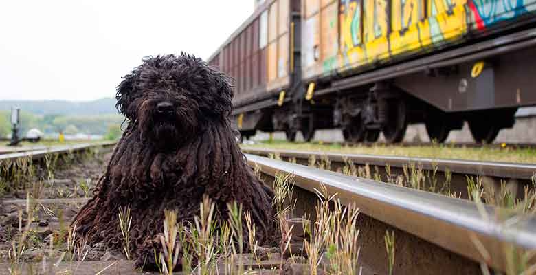 Viajar con perro en el tren