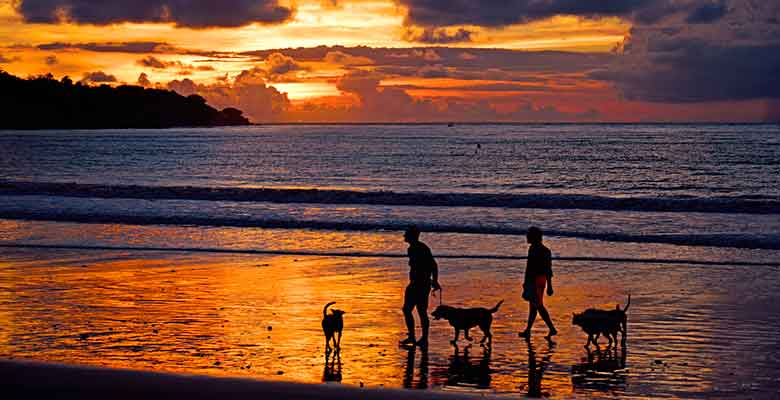 Playas de España que admiten perros en verano