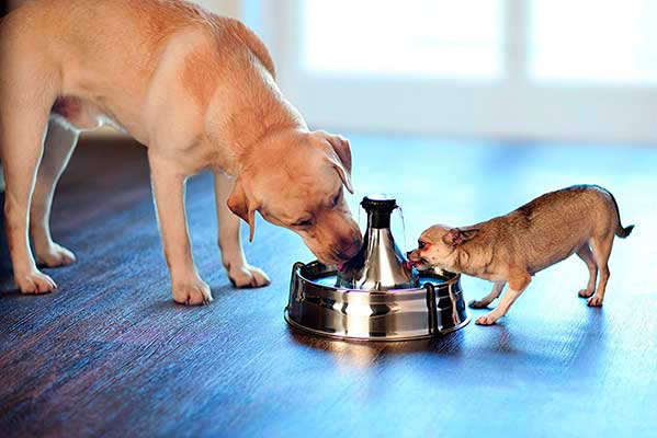 Fuente de acero inoxidable para perros y gatos - PetSafe Drinkwell 360