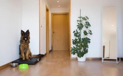 Rural Suites MarkullukoBorda apartamentos que admiten perros en Navarra