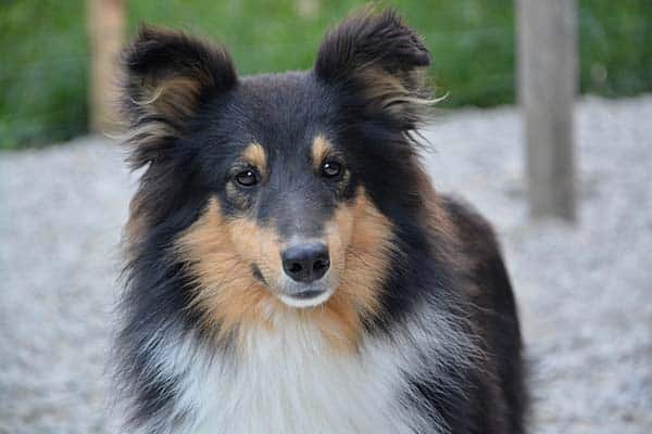 Shetland Agility