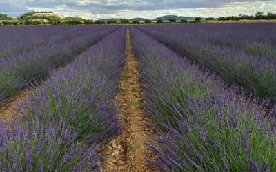 Tour de la lavanda + Molino del Romeral