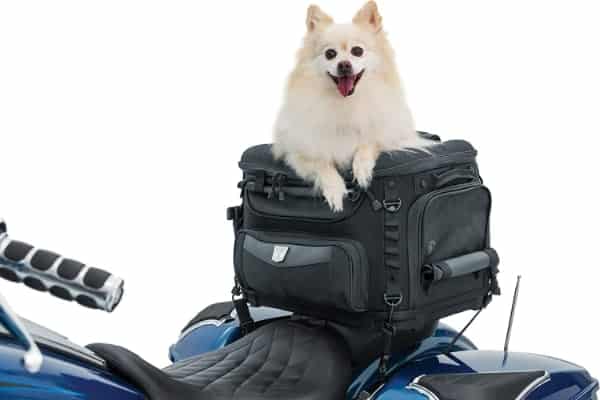 Transportín para llevar al perro en moto