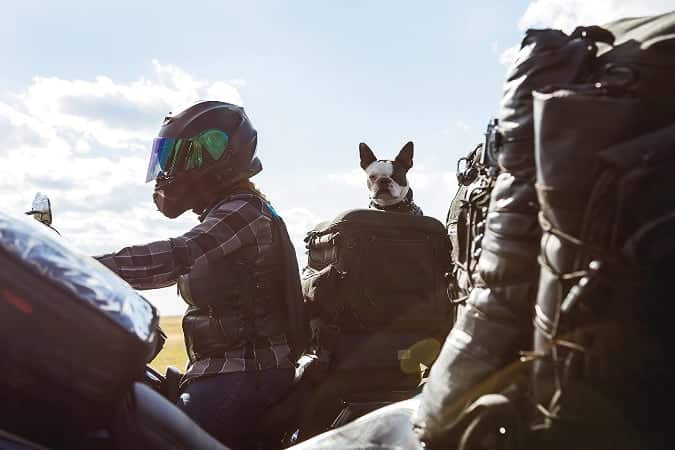 Viajar en moto con perro