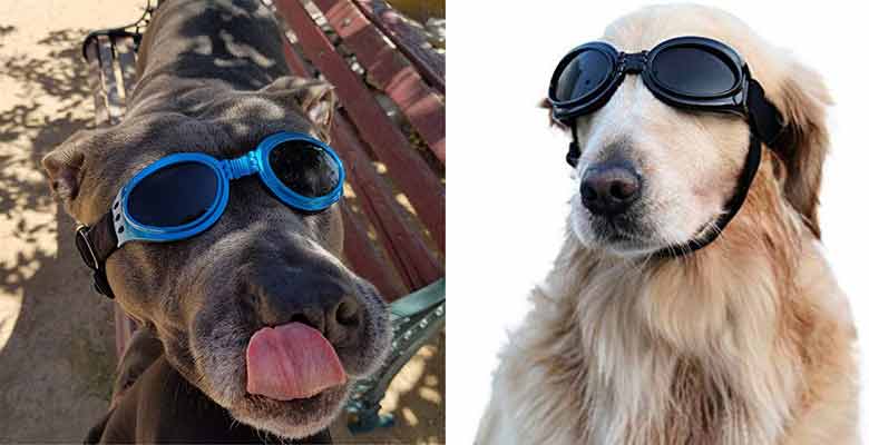 Gafas de sol para perros grandes y medianos - Vivi Bear