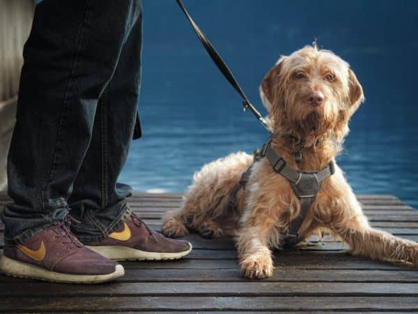 Un arnés es la opción más cómoda y segura para tu perro