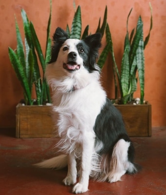 Un filtro HEPA mejora la calidad del aire para humanos y mascotas