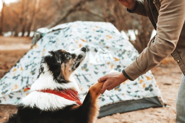 Educa a tu perro para ir de camping