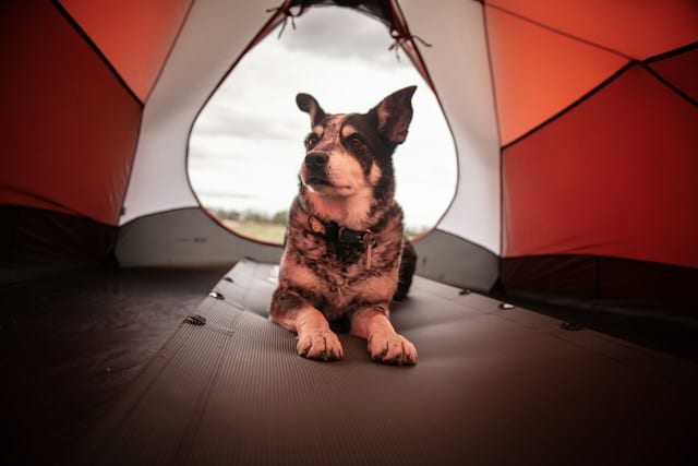 Prueba a ir de camping con tu perro un finde